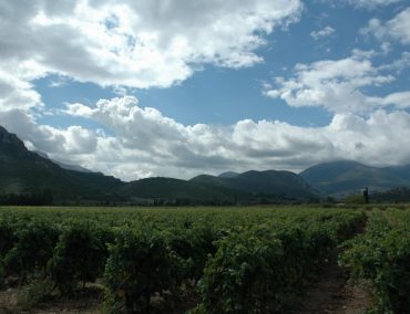 Κάμπος Νεμέας: ʼρωμα κρασιού